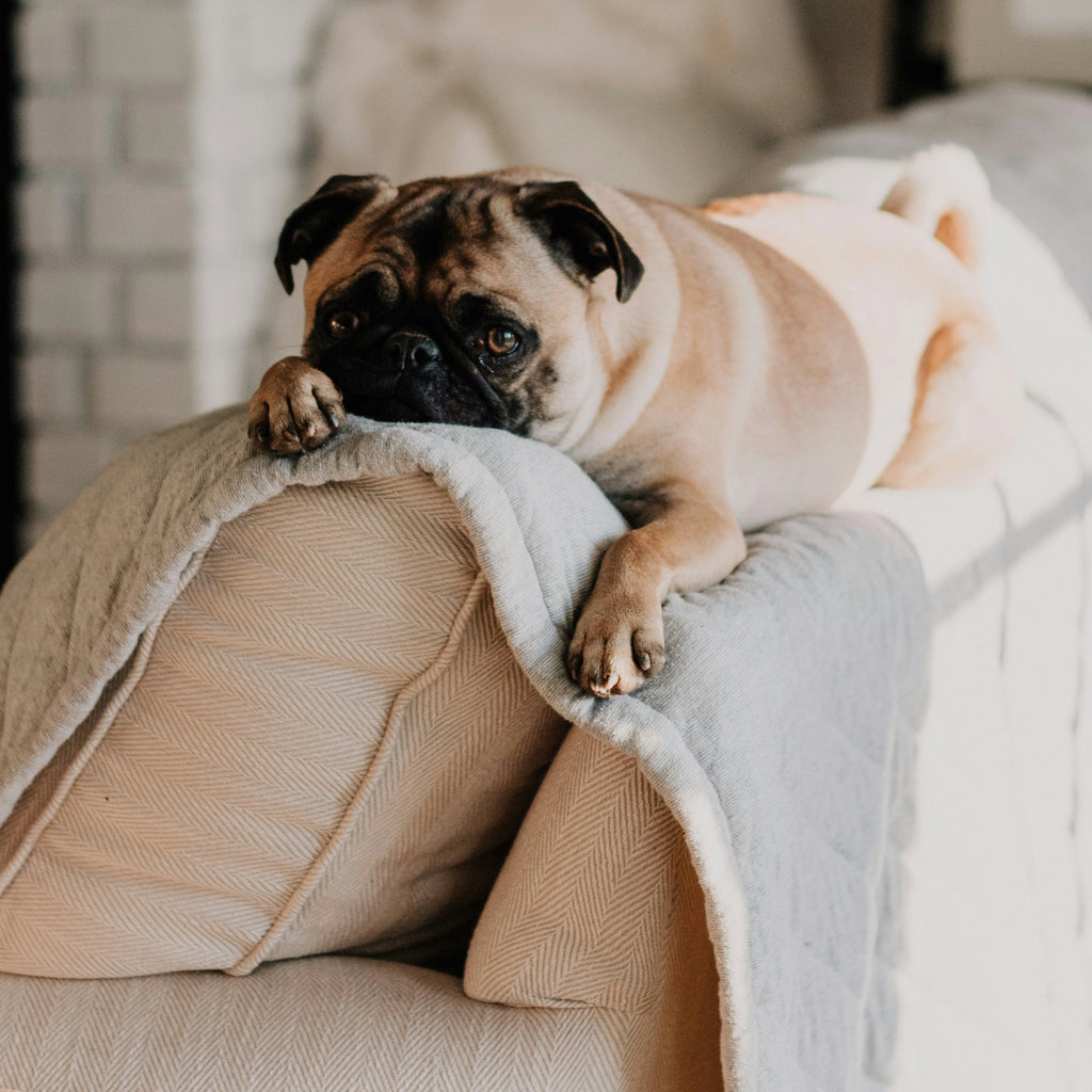 Couch Covers